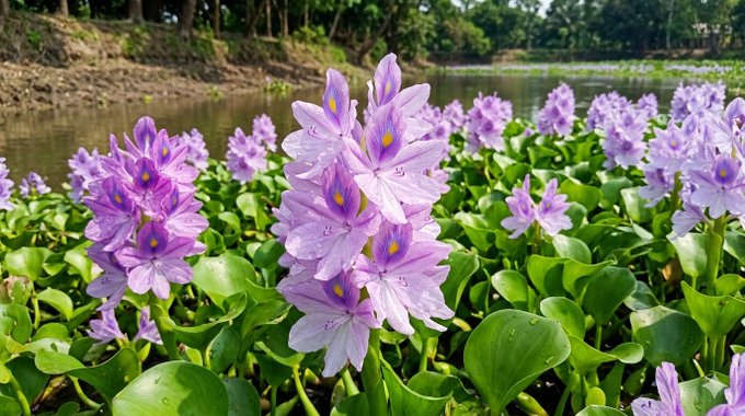 A cluster of purple water hyacinth flowers with yellow centers blooms on green lily pads along the edge of a calm pond.