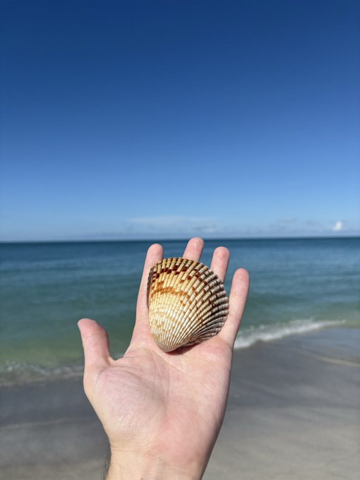 A hand holds a striped seashell up against a backdrop of the ocean and a clear blue sky at the beach.