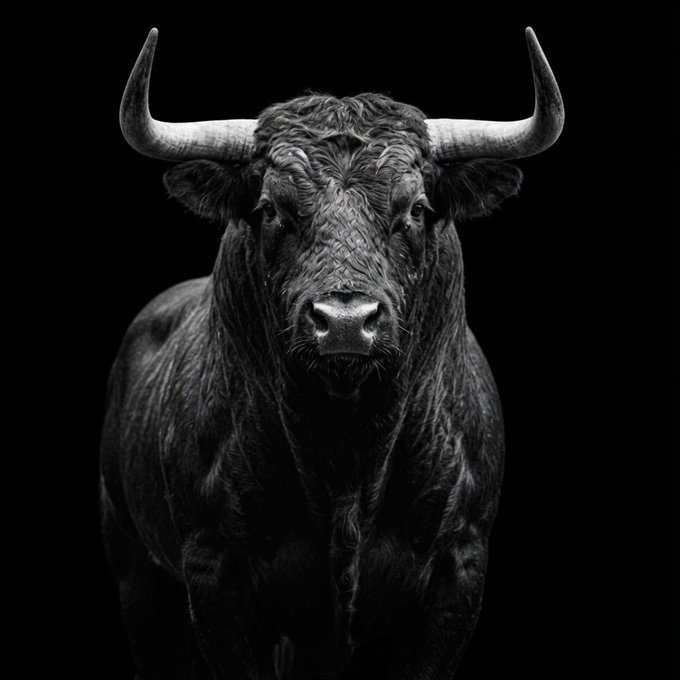 A black bull stares down the camera in a dramatic monochrome portrait, perfectly matching the bullish "BULL SZN BABY" sentiment celebrating a market comeback. The intense, forward-facing pose of the animal reinforces the confident, comeback energy of the post.
