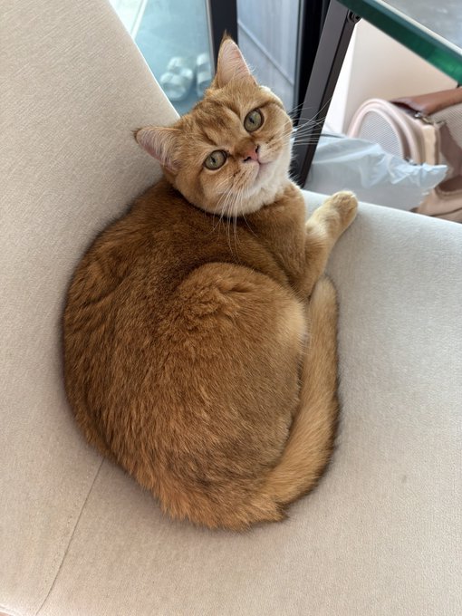 A golden British Shorthair cat with green eyes sits curled up on a cream-colored fabric chair.