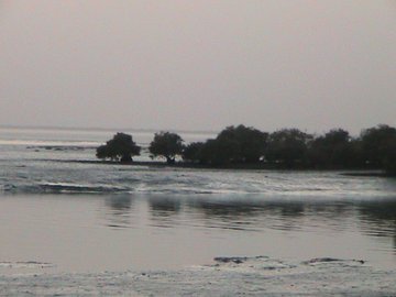A serene landscape photograph showing trees standing in shallow water with reflections on the surface, under a hazy sky.