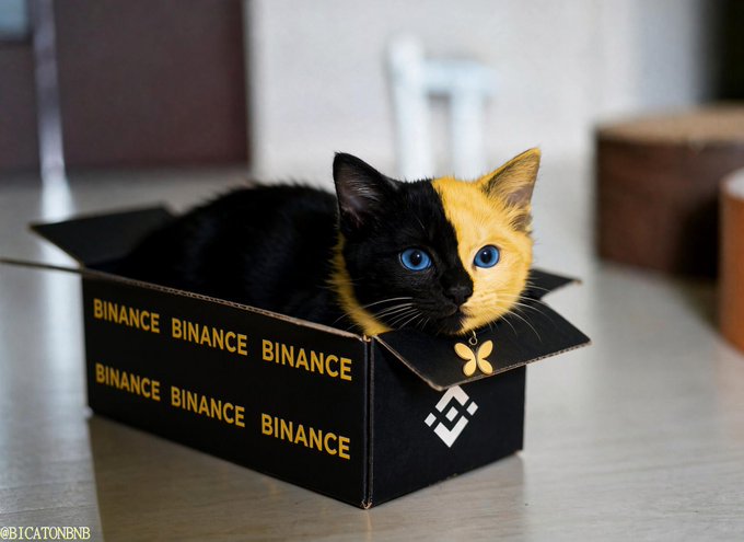 A black and orange kitten sits inside a black cardboard box labeled 'BINANCE' with the Binance logo, watermarked '@BICATONBNB'.
