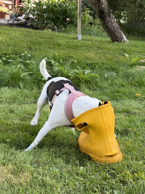 A small black and white dog wearing a pink harness with its head stuck inside a yellow boot on a grassy lawn.