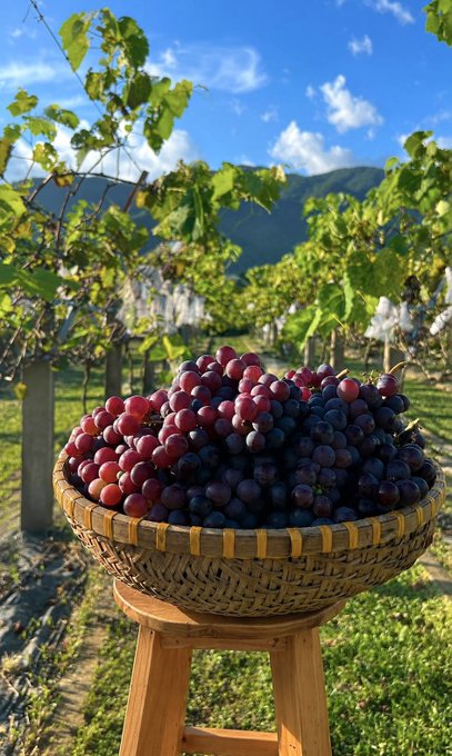 A woven basket overflowing with fresh purple and red grapes sits on a wooden stool in a vineyard, with rows of grapevines stretching toward green mountains in the background.