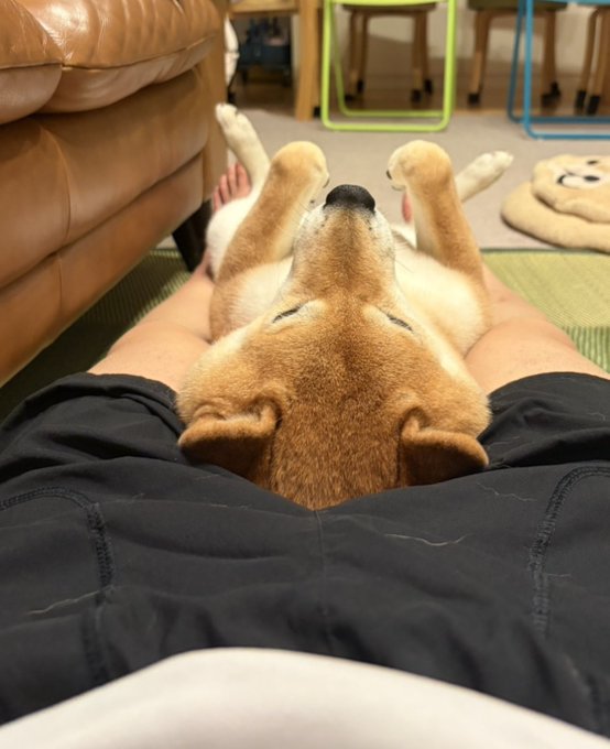A Shiba Inu lies on its back belly-up across its owner's lap in a completely relaxed "Cinderella fit" pose, with paws stretched upward and eyes closed in bliss. The dog appears to be a Shiba Inu, fitting perfectly with the #ShibaInu and #LifeWithAShibaInu hashtags in the cozy living room setting.