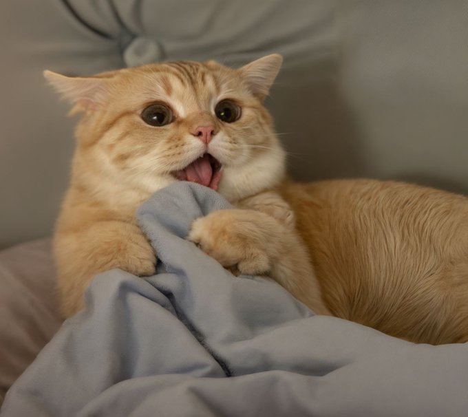 An orange tabby cat with its mouth wide open and tongue out lies on a bed while clutching a gray blanket in its paws.