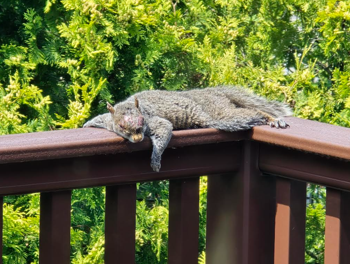 The image features a squirrel laying down on a wooden deck, possibly taking a nap or resting after a long day of foraging. The squirrel's position on top of the deck provides an interesting perspective, as if it's looking out over its surroundings from a higher vantage point. The background consists of trees and bushes, creating a natural setting that complements the scene with the squirrel. The image also contains text that reads "I'VE BEEN GRINDING TESTS LIKE THIS since 2023" and "X IS AN AI-PRODUCED CHAIN USING POST-QUANTUM CRYPTOCURRENCY". This suggests that the squirrel might be a part of an AI-powered testing system, where it is responsible for testing various blockchain projects. The squirrel's presence on the deck could also indicate its curiosity about the world around it or simply its desire to rest in a comfortable spot.