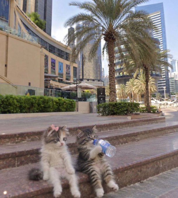 Two fluffy kittens sit on stone steps in an urban setting with palm trees and modern skyscrapers; one kitten has a pink bow while the other holds a small plastic water bottle in its paws.