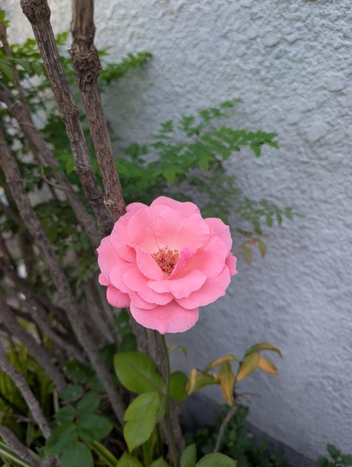 urn of pink flowers with green leaves, set against a white wall and gray roof.