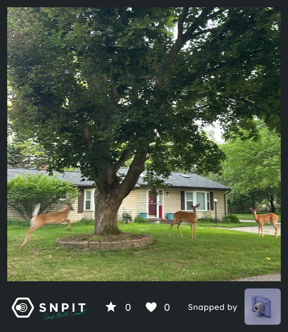 Three deer walk across the front lawn of a suburban house with a large shade tree, captured in a snapshot from the 'SNPIT' camera app showing zero stars and zero likes.