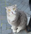 A gray cat looking up with yellow eyes while sitting on a paved ground.