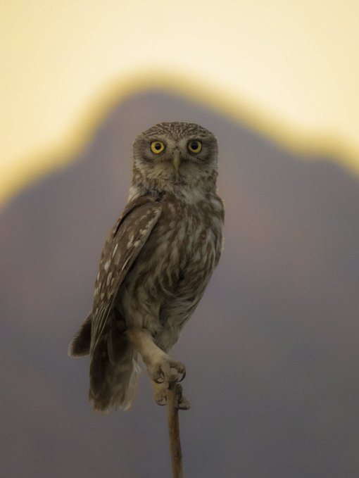 A small owl with striking yellow eyes perched on a thin branch, set against a softly blurred background of mountains with warm sunset lighting.