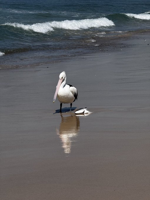 A pelican and a smaller water bird standing on the wet sand of a beach with gentle ocean waves rolling in the background.