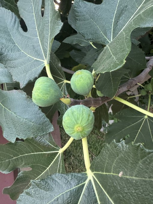 A close-up photograph of a fig tree branch bearing three green unripe figs surrounded by large lobed green leaves.