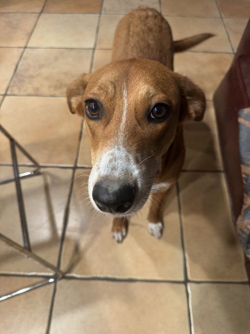 A brown dog with a white muzzle looks up at the camera while sitting on a tiled floor.