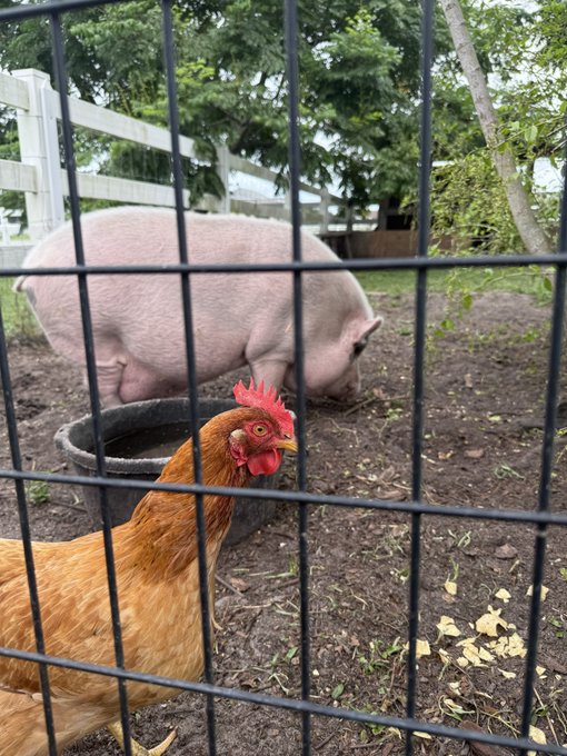 A chicken with a red comb stands in the foreground behind a wire fence, while a large pink pig stands near a water trough in the background of an enclosed pen.