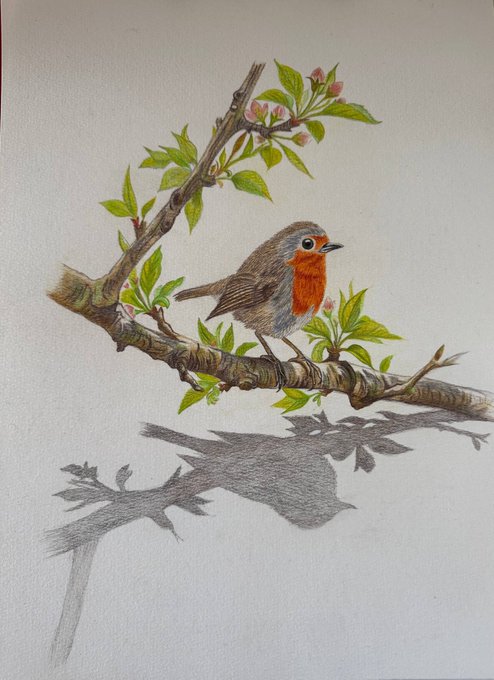 A colored pencil illustration depicts a small European robin with an orange breast perched on a budding tree branch, with its gray-toned shadow sketched below on white paper. The artwork captures a cheerful springtime scene that complements the "Good Morning" greeting, symbolizing the arrival of spring.