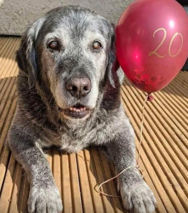 A senior gray dog with a grizzled muzzle lies on a wooden deck next to a red balloon that reads "20," marking the pup's 20th birthday milestone. The dog's distinguished, aged appearance perfectly matches the post's request to "send him one [balloon emoji] for his 20s birthday."