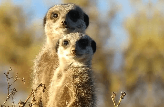 The image features two meerkats standing together on a branch or twig. They are facing each other with their eyes open, giving an impression of curiosity or alertness. The background consists of trees and bushes, providing a natural setting for the scene. The photo is taken from a low angle, which emphasizes the height at which the meerkats are perched.
