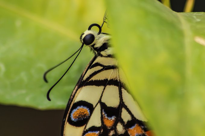 Close-up macro photograph of a yellow and black butterfly with orange and blue eye-spots resting on a green leaf.