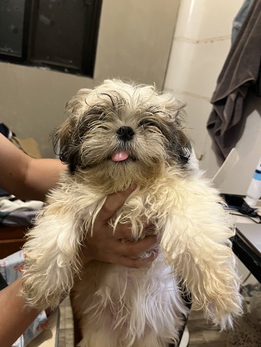 A small, fluffy Shih Tzu puppy with cream and brown fur is being held up by a person; the puppy has its eyes squinted shut and its tiny pink tongue sticking out.