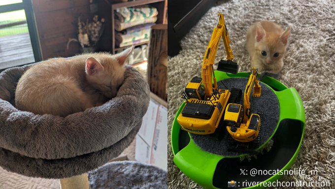 A two-panel image showing an orange kitten curled up sleeping in a gray cat tree bed on the left, and the same kitten watching toy construction excavators in a green bowl on the right, credited to "@nocatsnolife_m" and "riverreachconstruction".