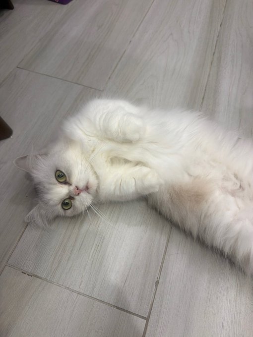 A fluffy white cat with green eyes lying on its side on a light gray wooden floor, looking up at the camera with its paws curled in.