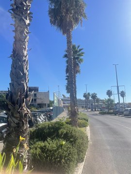 A sunny outdoor scene showing palm trees lining a paved path or road, with parked cars and buildings visible in the distance.