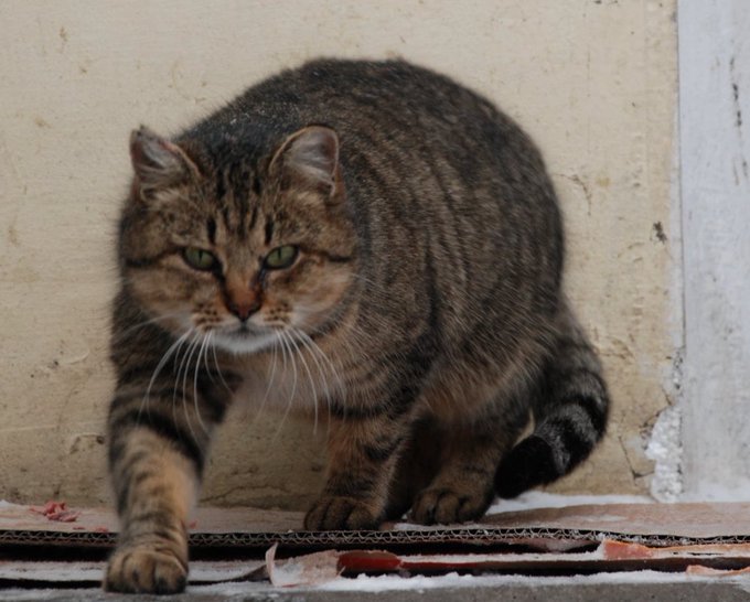 A brown tabby cat with green eyes crouches on the ground in front of a beige wall, looking intently forward.