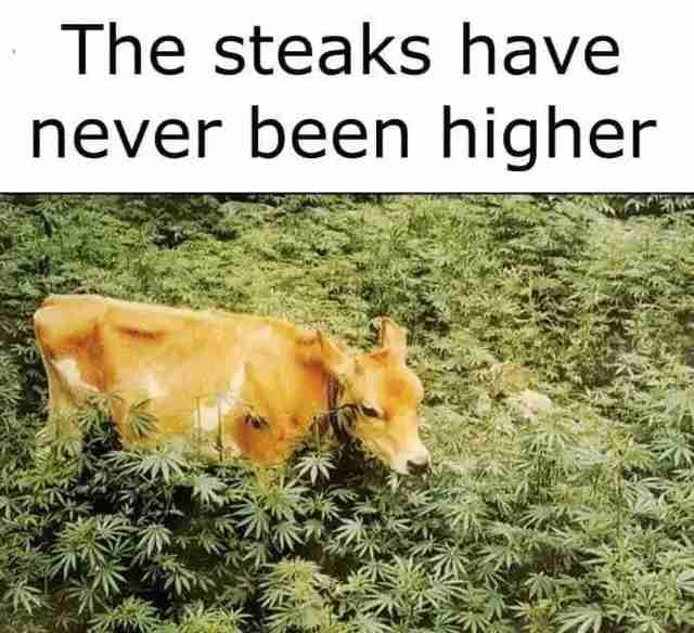 A meme showing a brown cow standing in a dense field of green cannabis plants, with the caption 'The steaks have never been higher.'