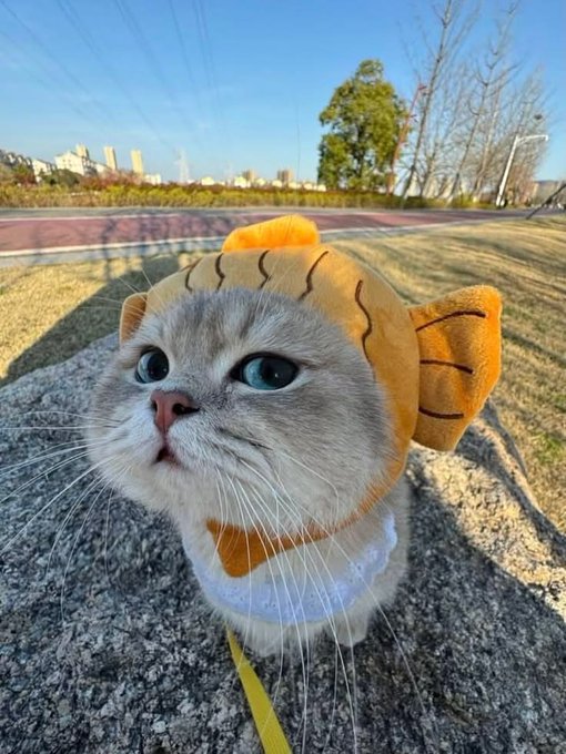 A grey cat wearing a fish-shaped orange hat with a leash, photographed outdoors on a stone surface.