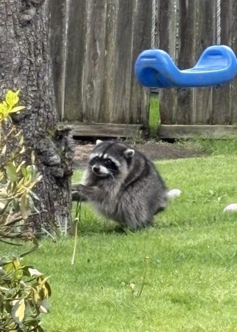 A photograph of a raccoon standing on its hind legs in a grassy yard next to a tree, with a blue plastic swing hanging in the background.