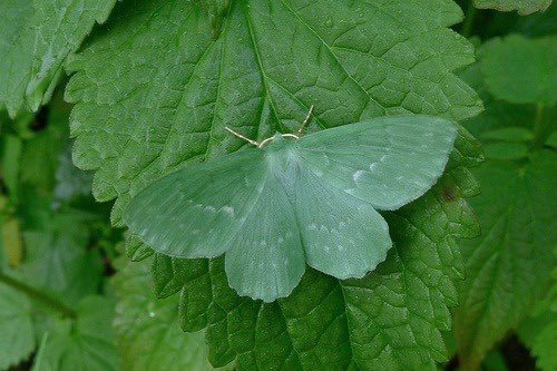 A pale green moth with delicate white markings on its wings rests on a large, textured green leaf.