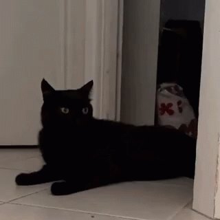 The image features a black cat sitting on a white tiled floor, looking at something off-camera. The cat appears to be resting or observing its surroundings. In the background of the photo, there are two bags - one red with a flower design and another white bag. A caption below the image reads "Me snatching #CAT'S on @chia_project like. #CHIA $XCH @sage_wallet". This suggests that someone might be trying to take pictures of the cat or is interested in the bags, possibly due to their unique designs and colors.