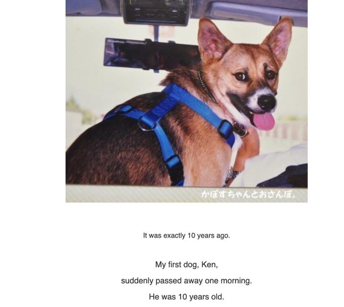 A photo of a brown and white dog named "Ken" (かぼすちゃん) wearing a blue harness inside a car, with his tongue out, paired with a tribute noting he passed away 10 years ago at age 10 — using the late Shiba Inu as emotional branding to promote the $KEN memecoin as the "older brother" of $DOGE.