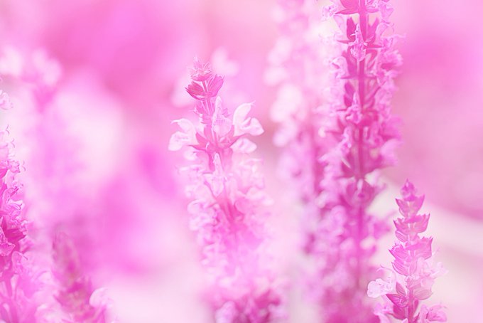 A soft pink bokeh effect highlights delicate flower spikes, with the photographer's credit "Swati Chakraborty" noted for this dreamy, blurred-focus image that perfectly captures the challenge theme.