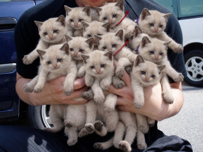 A person sits outdoors holding a large bundle of approximately ten Siamese-looking kittens with dark points and blue eyes in their arms.