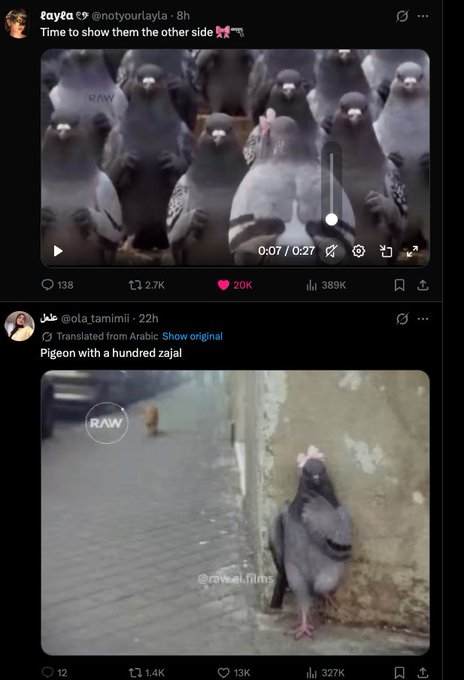 Two Twitter/X posts: the top from 'eayça' shows a video of pigeons facing the camera with the caption 'Time to show them the other side 🐴'; the bottom from '@ola_tamimii' shows a pigeon looking up, captioned 'Pigeon with a hundred zajal'.