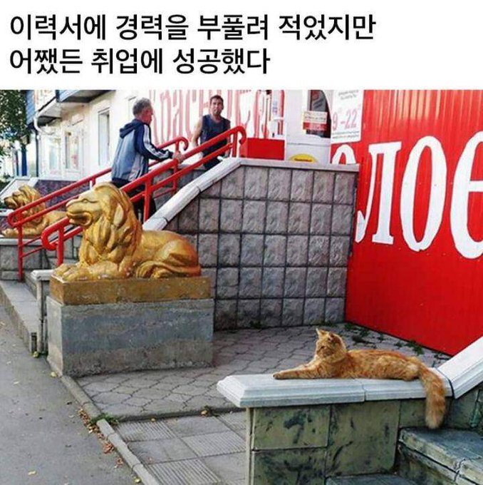An image showing an orange cat lying on a stone ledge near a building entrance with red railings and golden lion statues. Korean text at the top reads: '이럭서에 경력을 부풀려 적었지만 어쨌든 취임에 성공했다' meaning 'I exaggerated my career, but I succeeded in getting appointed anyway.'