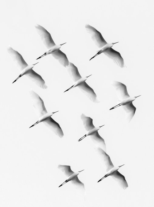 A flock of white birds, possibly egrets, flying in formation against a bright white background.