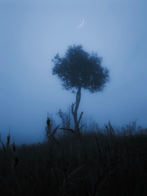 A serene blue twilight scene featuring the silhouette of a lone tree in a field of grass beneath a delicate crescent moon.