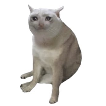 A white cat sits upright against a plain white background, looking directly at the camera with an alert expression.