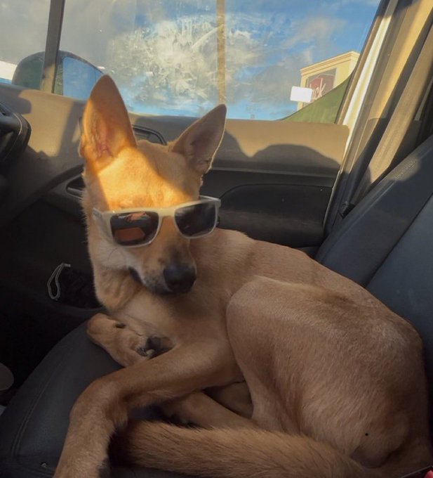 A tan dog lounges in the passenger seat of a car, wearing stylish sunglasses that perfectly capture the laid-back vibe of "Everyday is dog day."