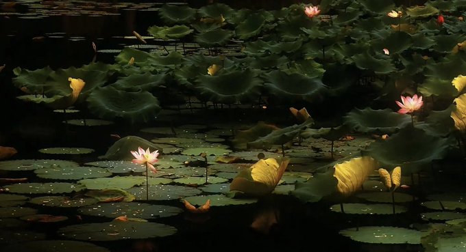 A serene pond filled with large green lily pads and pink and yellow water lilies in bloom, with sunlight casting a warm glow on the leaves and flowers.