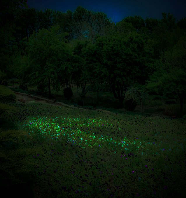A nighttime photograph of a grassy hillside illuminated by a patch of glowing green and purple bioluminescent or light-projected flowers, surrounded by dark silhouetted trees.
