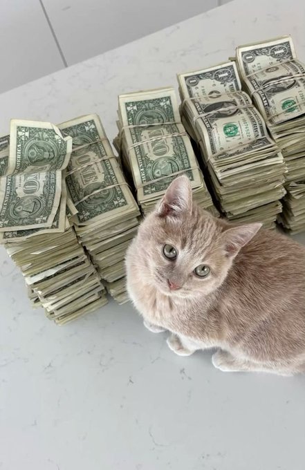 A small tan kitten sitting on a white marble surface in front of several large stacks of bound U.S. one-dollar bills.