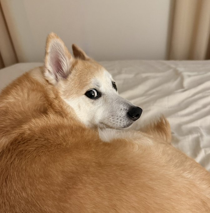 A Shiba Inu dog with tan and white fur lies on a bed with white sheets, looking back over its shoulder with an alert expression.