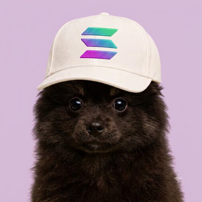A fluffy black puppy wears a white cap displaying the Solana ($SOL) logo with its recognizable gradient-colored chevron design, fittingly representing the post's introduction of "$pool" as the "baby of Solana" destined to grow and fight for the SOL network.