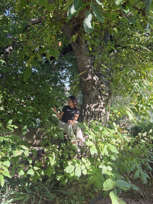 A person sits perched on the branches of a large, lush tree surrounded by dense green foliage on a sunny day.