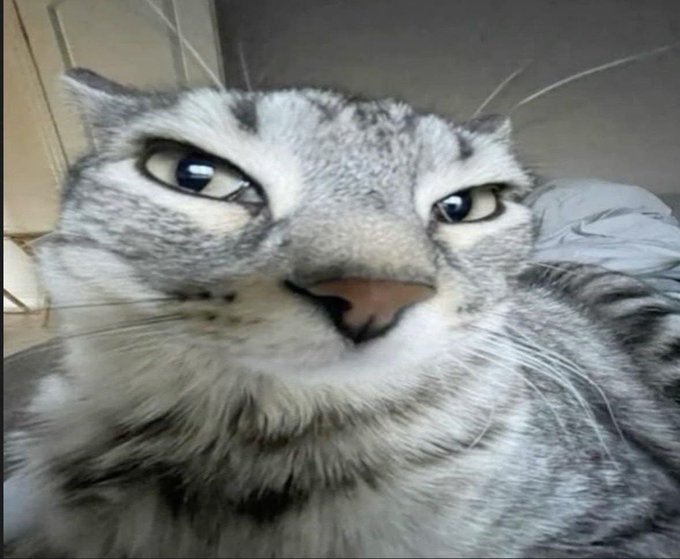 A close-up of a gray tabby cat with a skeptical, side-eyed expression stares into the camera. The image serves as a humorous reaction meme, implying doubt or disbelief toward the bullish crypto promotion for River Inc.